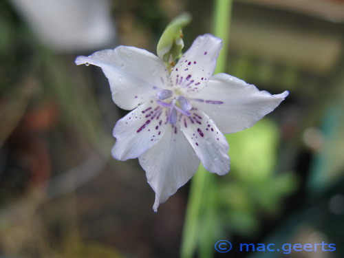 Gladiolus gracilis